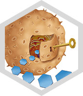 Optimize Insulin Graphic